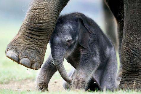 Saving Baby Elephants from a Deadly Herpes Virus | Latest Science News and  Articles | Discovery